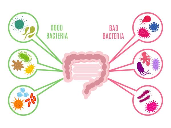 The gut microbiota, which are the microbes living in the gut, enhances immunity by forming a protective barrier and signalling with immune cells.