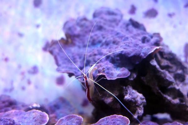 A shrimp eats algae off of coral at the Shedd Aquarium.