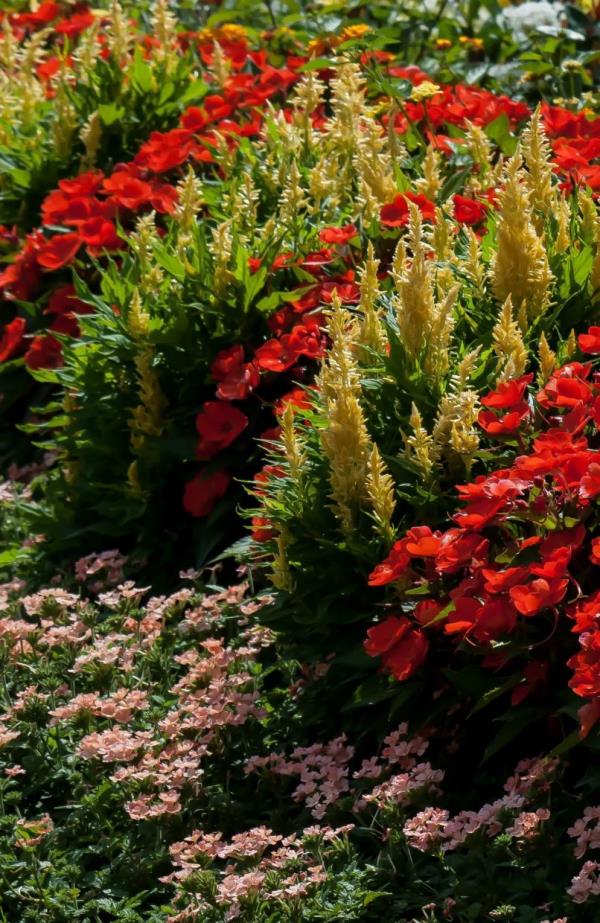 Superbena Peachy Keen verbena is seen here in front of SunPatiens Compact Electric Orange impatiens and Fresh Look Yellow celosia. 