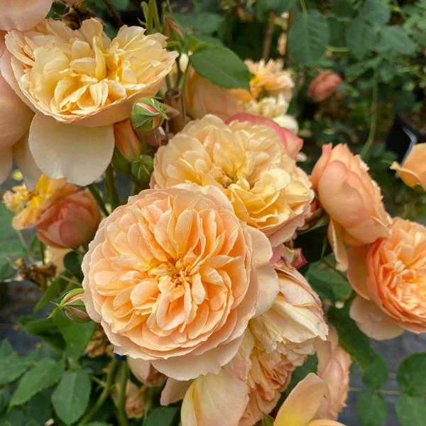 Flavorette Honey-Apricot is a new shrub rose making its debut in 2024. The heirloom look and Peach Fuzz colour make this rose a winner. Photos: Norman Winter/TNS