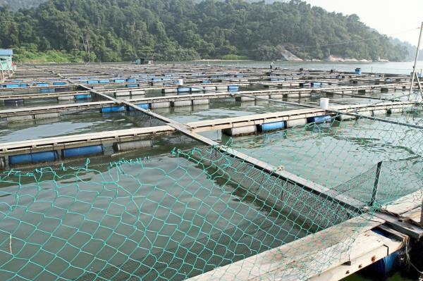 The sea cages at the GST aquaculture farm near Pulau Jerejak in Penang. Last year, the aquaculture sub-sector co<em></em>ntributed to the country's fish landings of 573,000 metric tonnes. — The Star