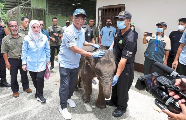 Sultan Abdullah and Tunku Azizah arriving at the Bunga Raya Complex, KLIA, for the welcome ceremony in Parliament on Jan 31, 2019. — RAJA FAISAL HISHAN/The star.