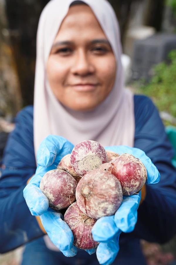 Wan Rozita with a handful of the   BAW-1 variety of red onions. — Bernama