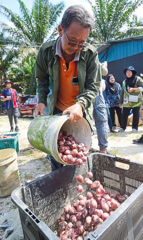 Planting roots: Tan says he’s very pleased to be given the opportunity by Mardi and the Agriculture Department to pio<em></em>neer large-scale shallot cultivation.— Bernama