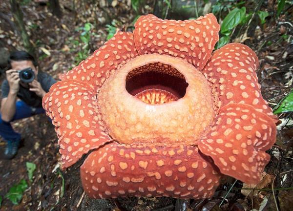 A Rafflesia blooming at Gunung Gading Natio<em></em>nal Park. Sarawak’s natural beauty is one of its attractions for tourists.