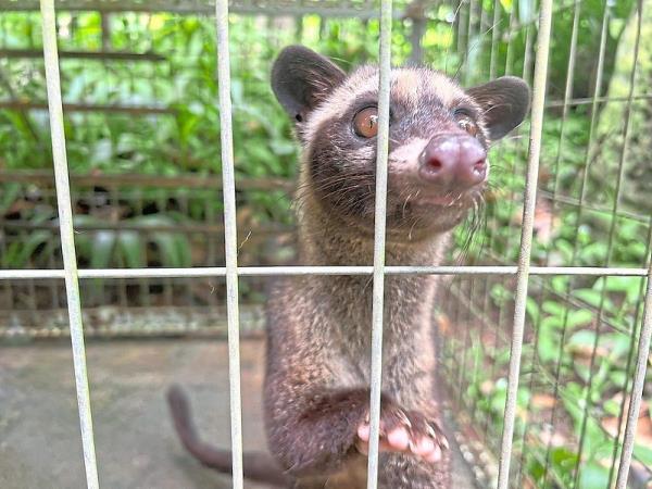 A young Asian palm civet cat in its cage in a coffee garden in Bali. The wild, nocturnal animals are kept in small cages under awful conditions, say animal rights groups. 