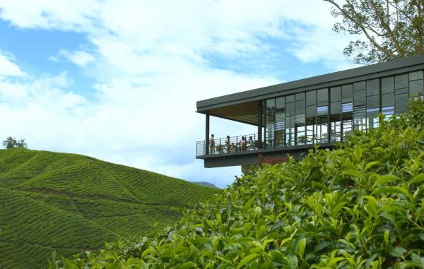 Sungei Palas Tea Centre overlooks Gunung Brinchang. -- Filepic