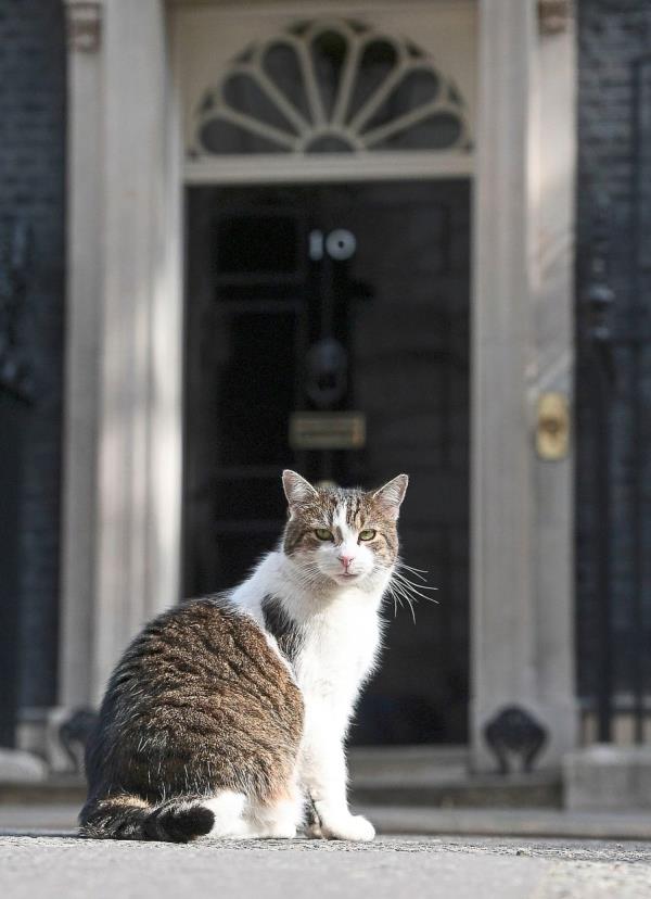 英国真正的统治者是谁？拉里，唐宁街的猫