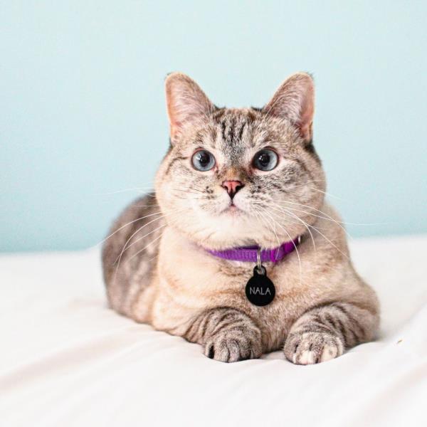 With over 4.5 million followers on Instagram, Nala has her own line of cat products such as food and toys. — Facebook.com/nalacatshow