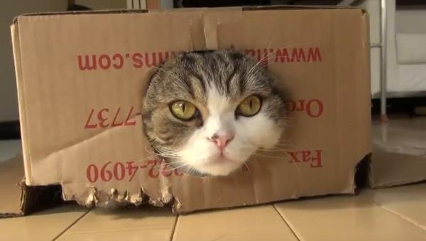 Videos of Maru playing with boxes have garnered more than 500 millions views on YouTube. — Screengrab from YouTube.com/@mugumogu