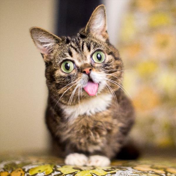 Lil Bub became a viral sensation in 2011 when a photo of her wide eyes and protruding tongue. — X.com/@IAMLILBUB