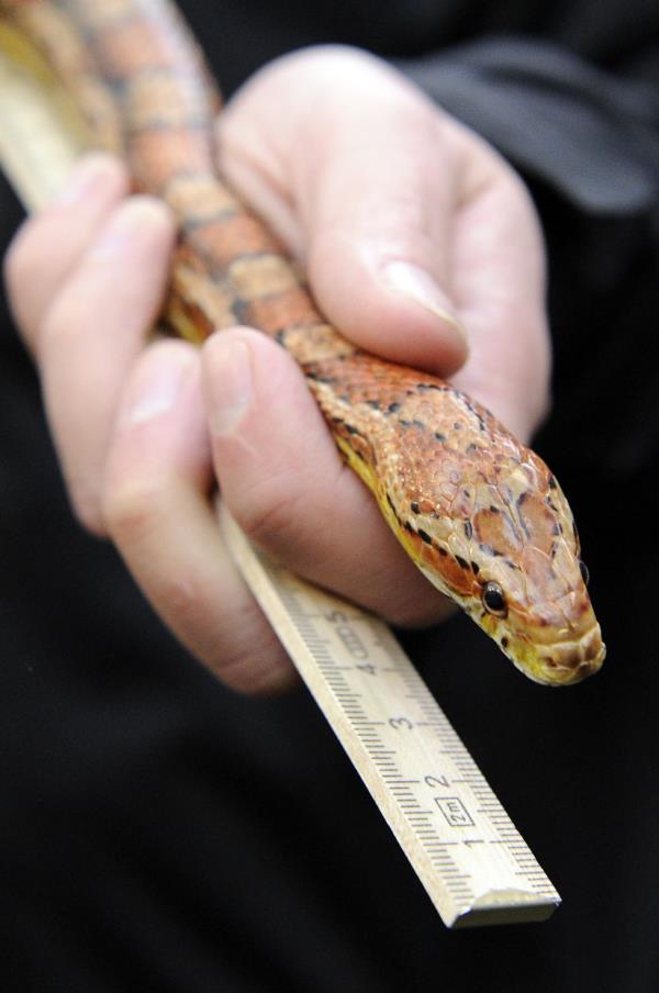 Scientists hope to understand snakes better and specifically, why some bite and others do not. — picture alliance/dpa