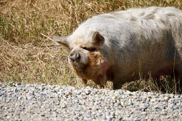 A pig is shown standing in grass.