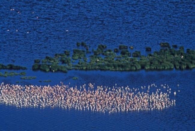 Many lesser flamingos gather on a lake