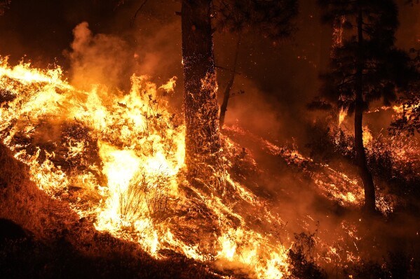 Trees are co<em></em>nsumed by the Bridge Fire near Wrightwood, Calif., Wednesday, Sept. 11, 2024. (AP Photo/Jae C. Hong)