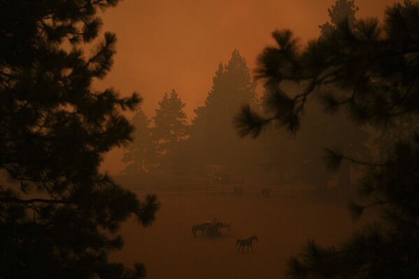 Horse huddle in a pen as smoke from the Line Fire fills the air Saturday, Sept. 7, 2024, in Running Springs, Calif. (AP Photo/Eric Thayer)